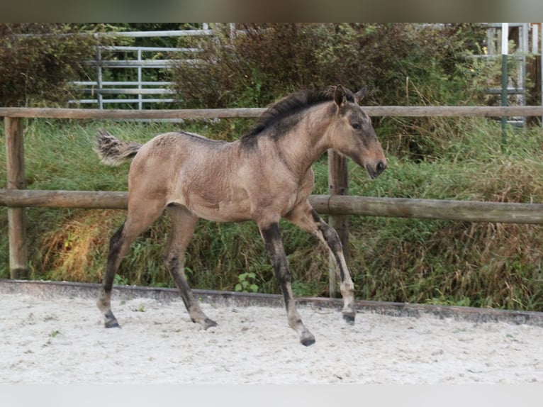 Lusitanos Yegua Potro (05/2024) 160 cm Bayo in Fuchstal