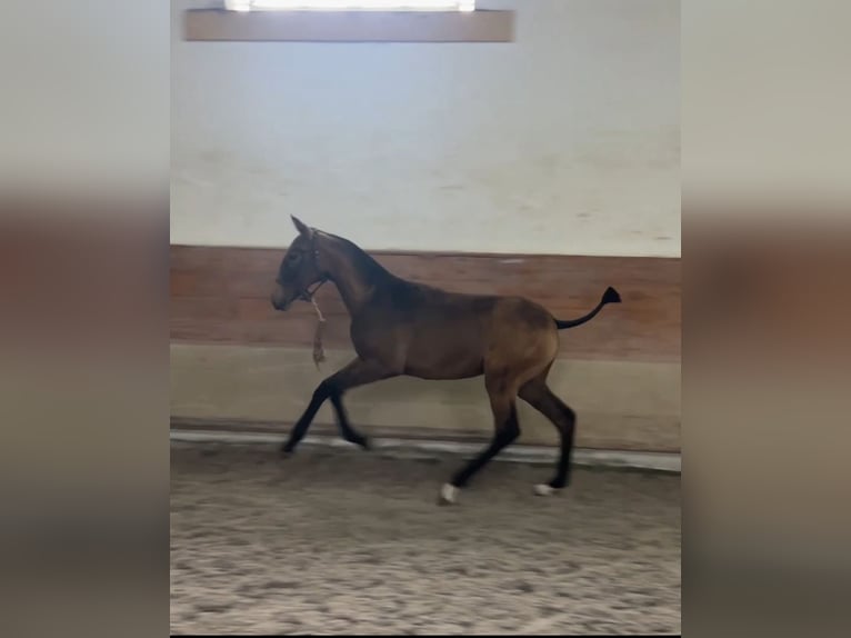 Lusitanos Yegua Potro (04/2025) 163 cm Buckskin/Bayo in Caldas da Rainha Lusitanos Yegua Potro (04/2025) 163 cm Buckskin/Bayo in Caldas da Rainha