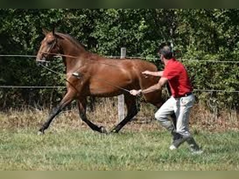Lusitanos Yegua Potro (05/2025) 164 cm Castaño rojizo in Saint Vaast