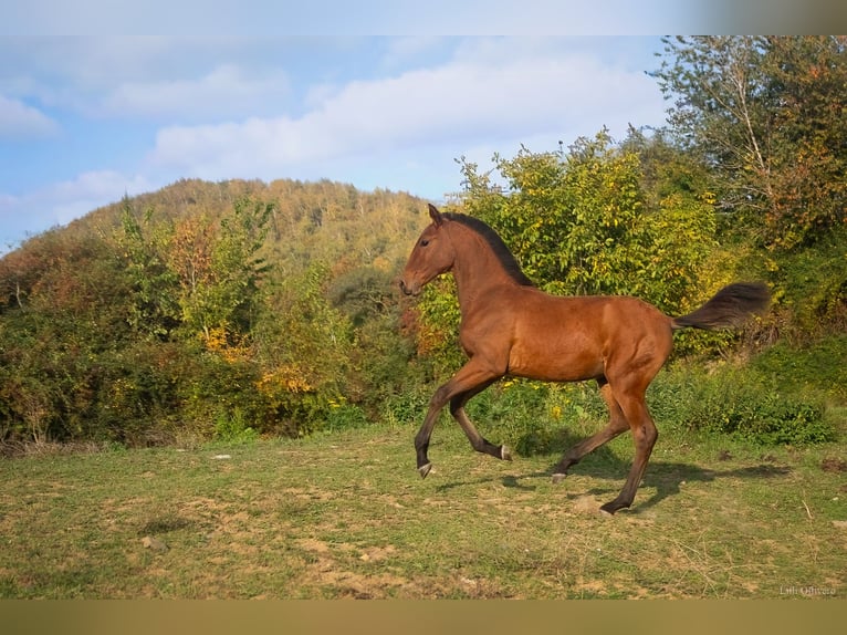 Lusitanos Yegua Potro (05/2025) 164 cm Castaño rojizo in Saint Vaast