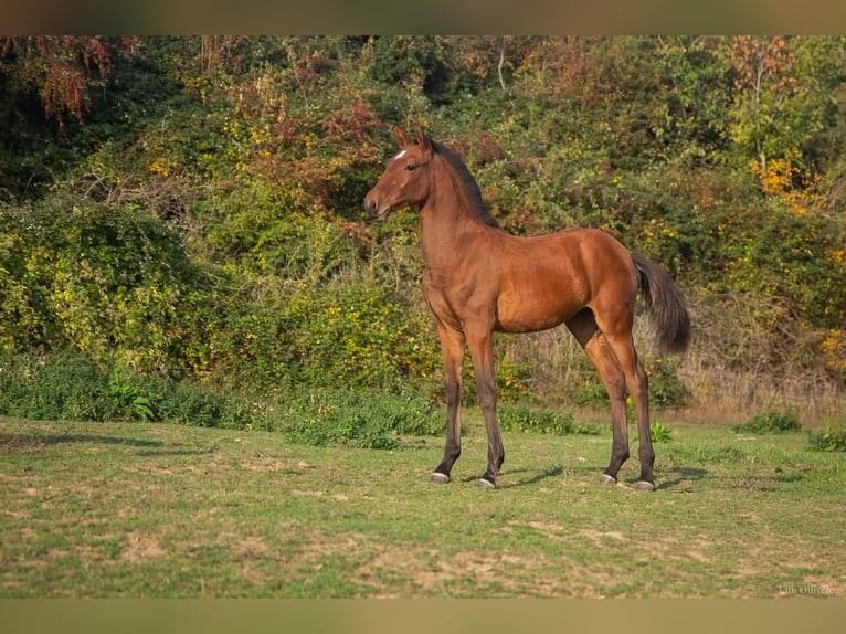 Lusitanos Yegua Potro (05/2025) 164 cm Castaño rojizo in Saint Vaast