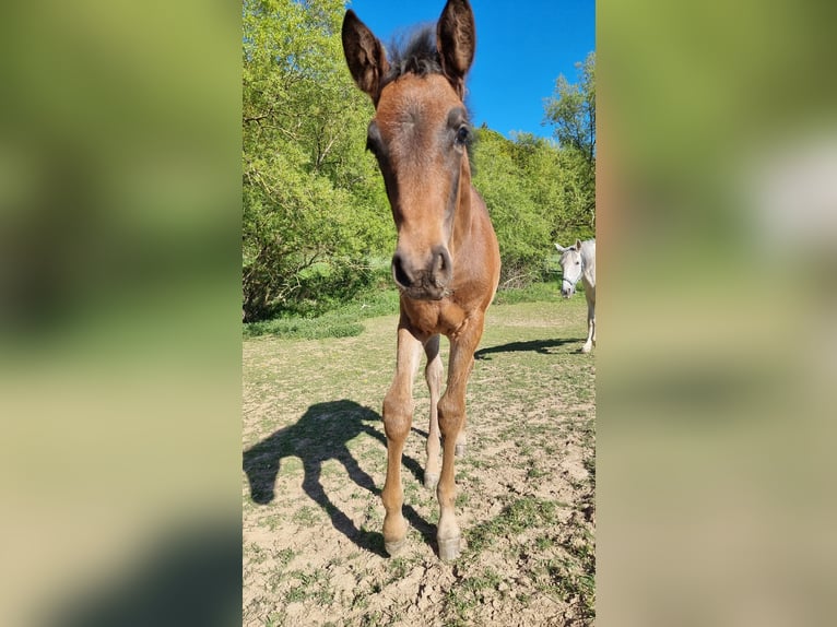 Lusitanos Yegua Potro (02/2026) 168 cm Castaño oscuro in Hünfelden