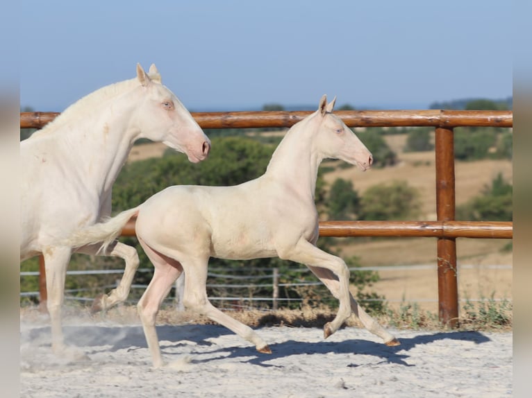 Lusitanos Yegua Potro (04/2026) Cremello in Grury