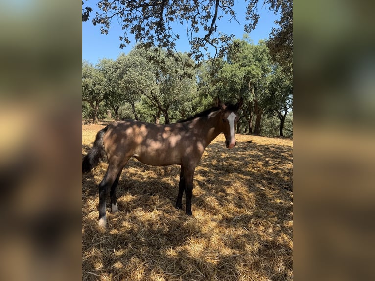 Lusitanos Yegua Potro (03/2026)  in Vila Viçosa