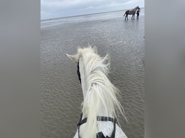 Mädchen mit viel Reiterfahrung sucht eine Reitbeteiligung 