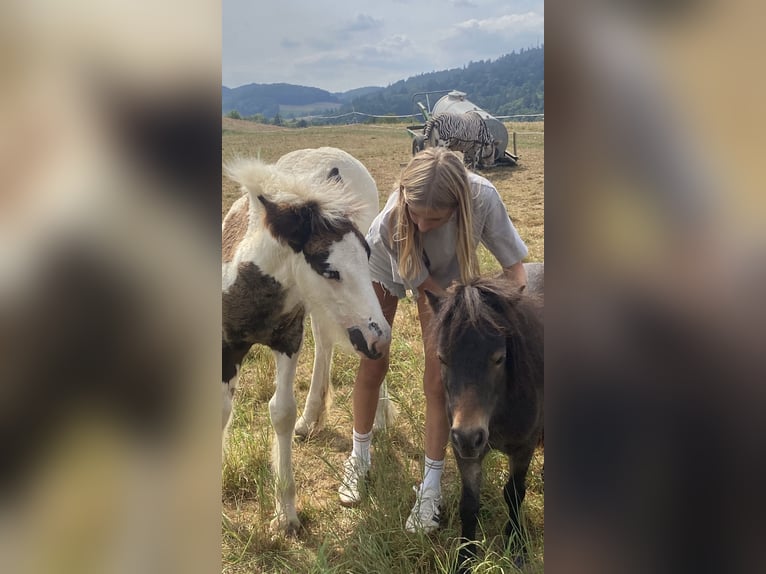 Mädchen mit viel Reiterfahrung sucht eine Reitbeteiligung 