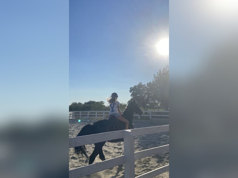 Mädchen mit viel Reiterfahrung sucht eine Reitbeteiligung 