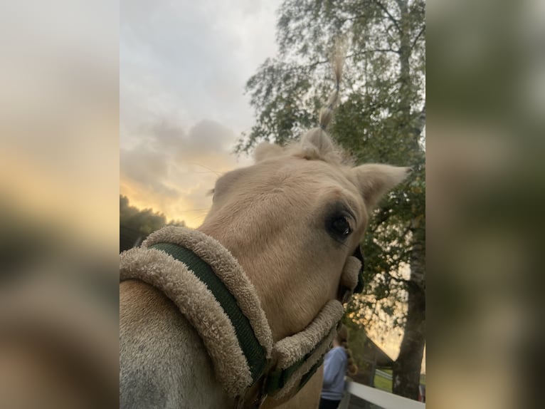 Mädchen mit viel Reiterfahrung sucht eine Reitbeteiligung 