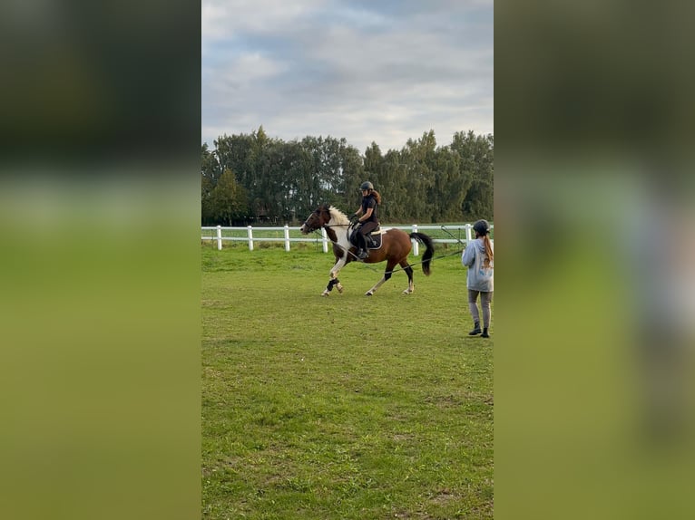 Mädchen Sucht Reitbeteiligung 