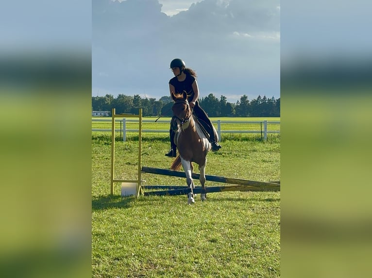 Mädchen Sucht Reitbeteiligung 