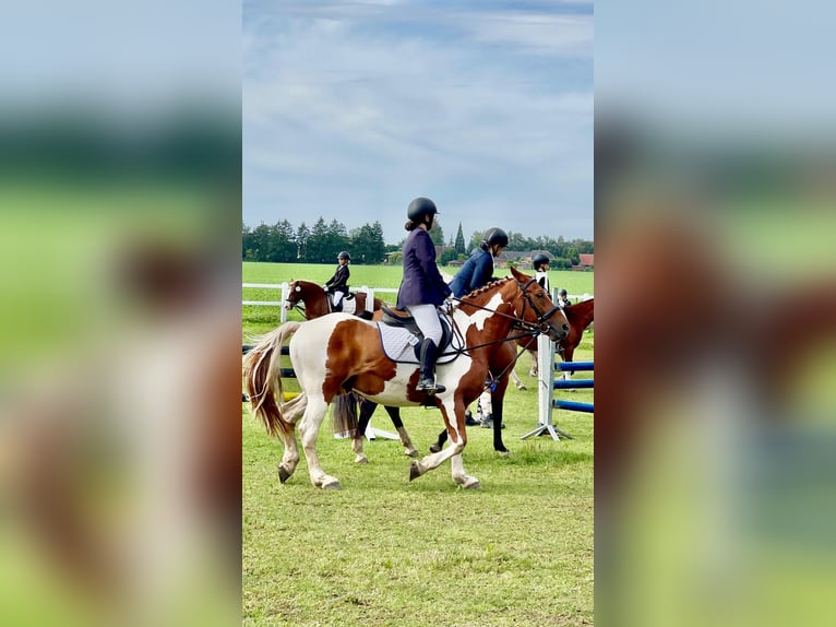 Mädchen Sucht Reitbeteiligung 