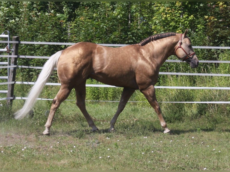 MAGIC BO SNAPPER American Quarter Horse Hengst Palomino in Pöttsching