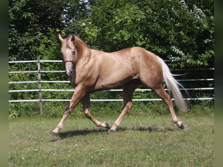 MAGIC BO SNAPPER American Quarter Horse Hengst Palomino in Pöttsching