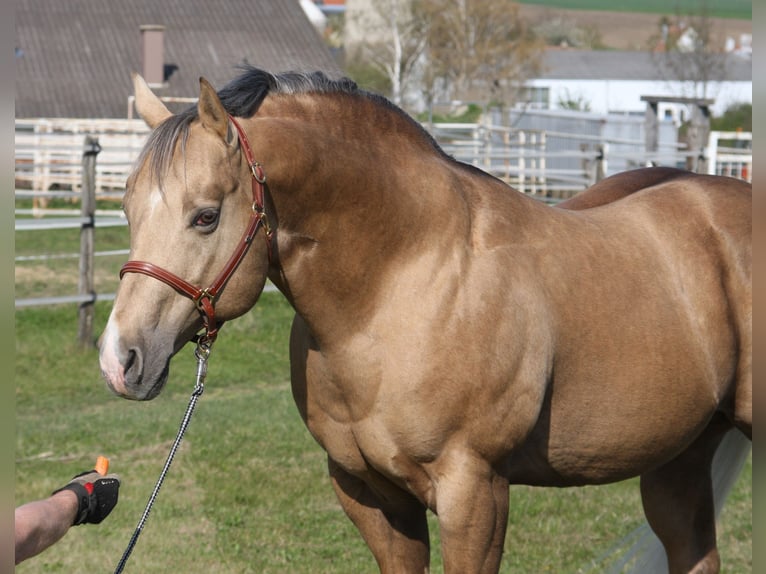 MAGIC BO SNAPPER American Quarter Horse Hengst Palomino in Pöttsching