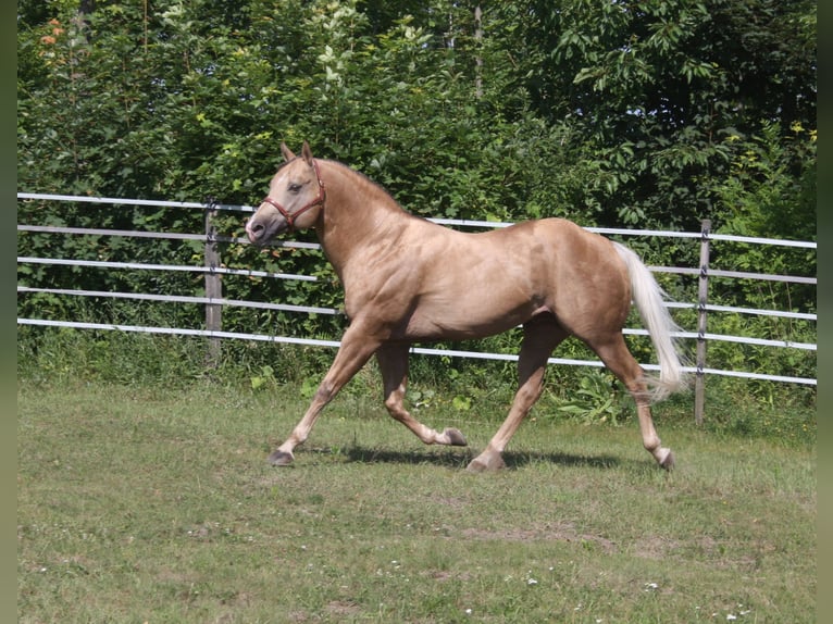 MAGIC BO SNAPPER American Quarter Horse Stallone Palomino in Pöttsching