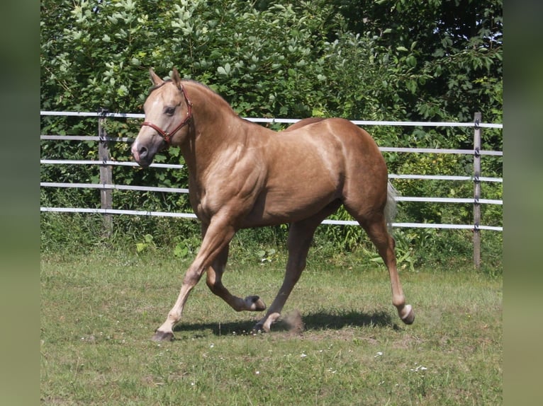 MAGIC BO SNAPPER American Quarter Horse Stallone Palomino in Pöttsching