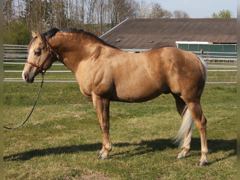 MAGIC BO SNAPPER Caballo cuarto de milla Semental Palomino in Pöttsching
