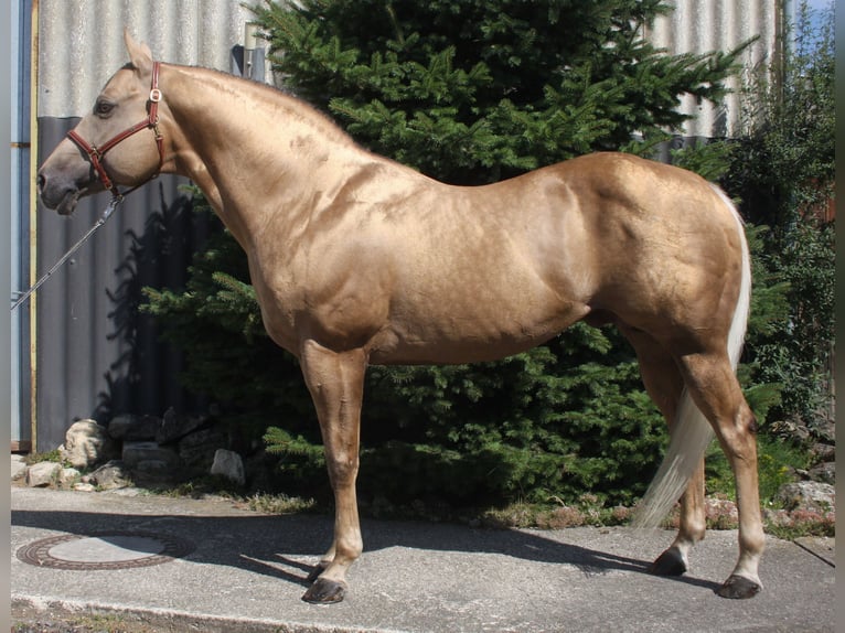 MAGIC BO SNAPPER Caballo cuarto de milla Semental Palomino in Pöttsching