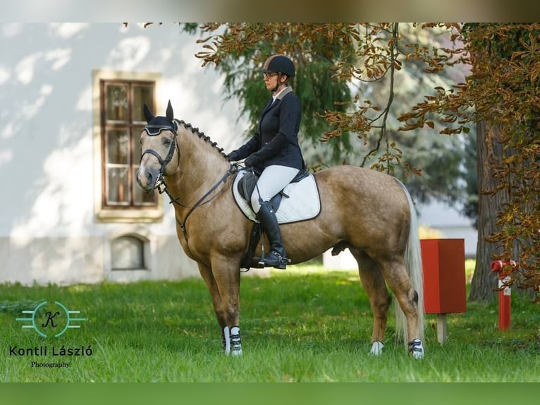 MAGIC BO SNAPPER Quarter horse américain Étalon Palomino in Pöttsching