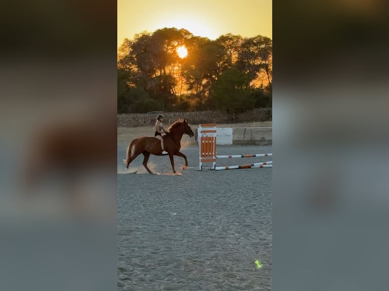 Mallorca caballo de salto caballo