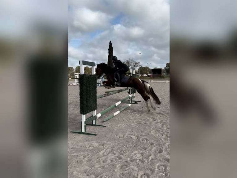 Mallorca caballo de salto caballo