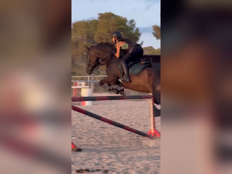 Mallorca caballo de salto caballo