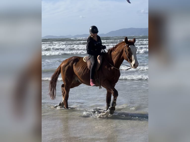 Mallorca caballo de salto caballo