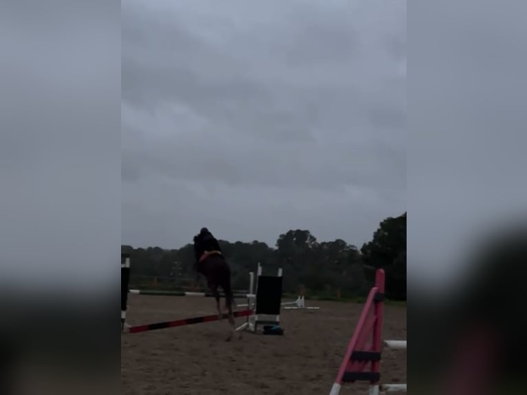 Mallorca caballo de salto caballo