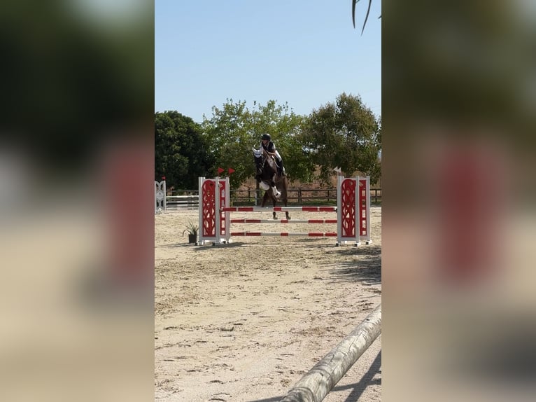 Mallorca caballo de salto caballo