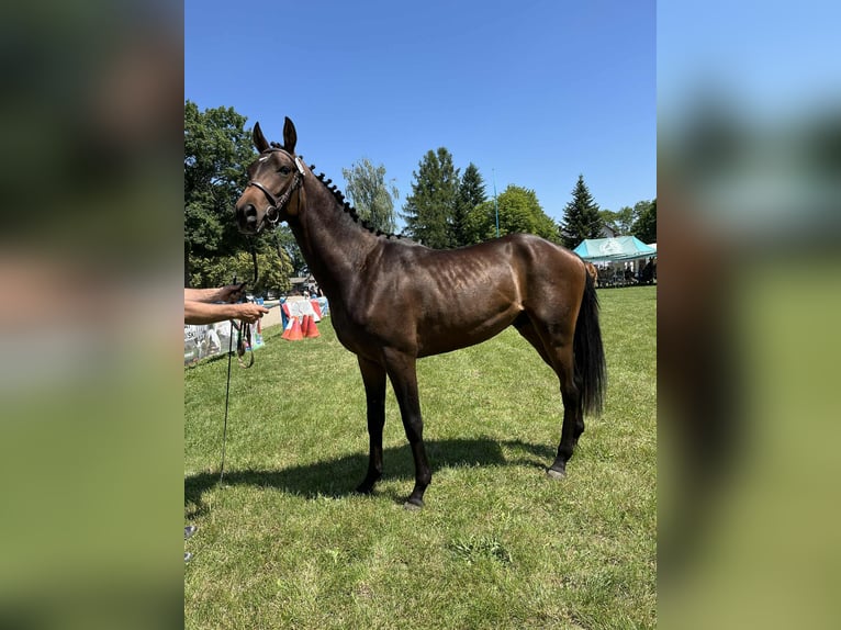Malopolska Hengst 3 Jahre 162 cm Brauner in Chodów