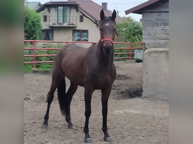 Malopolska Hengst 3 Jahre 162 cm Brauner in Chodów