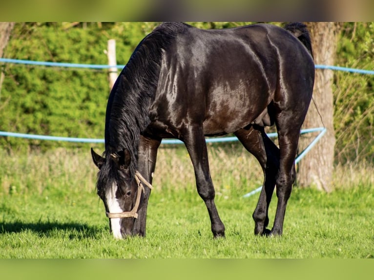 Malopolska Hengst 4 Jahre 165 cm Rappe in Nowy Korczyn