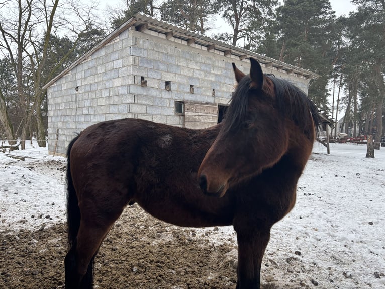 Malopolska Hengst 4 Jahre 168 cm Brauner in Górki Borze