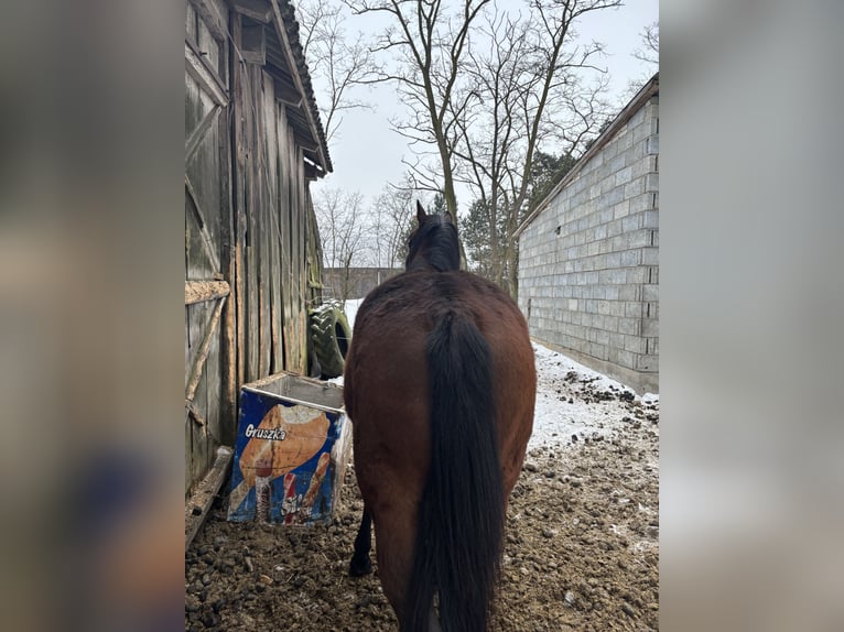Malopolska Hengst 4 Jahre 168 cm Brauner in Górki Borze