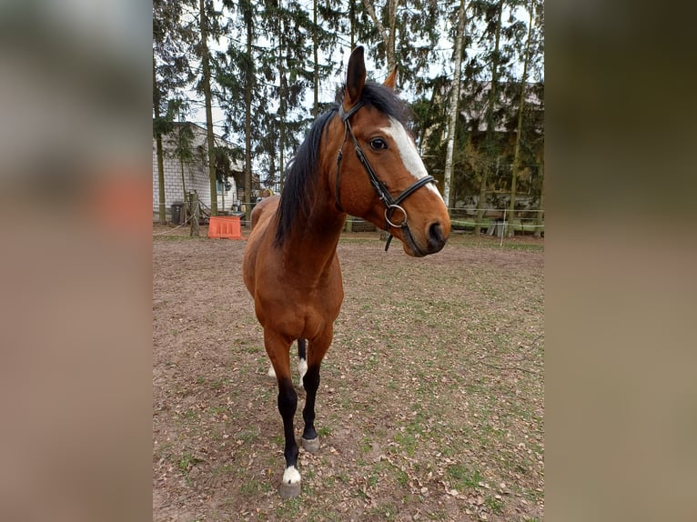 Malopolska Hengst 5 Jahre Brauner in Izbica