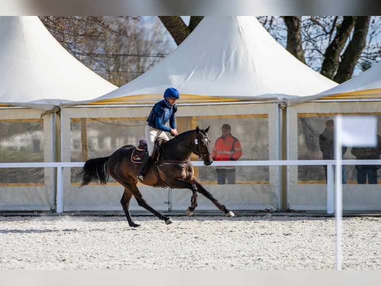 Malopolska Hengst 6 Jahre 164 cm Dunkelbrauner in Sitno