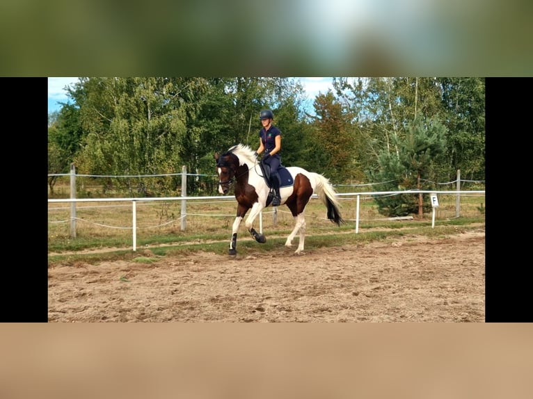 Malopolska Hengst 8 Jahre Schecke in Grobice