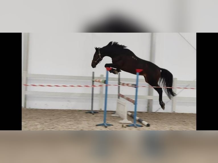 Malopolska Hengst Dunkelbrauner in Wysokie