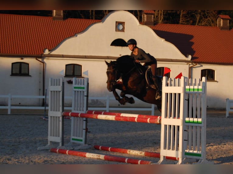 Malopolska Hengst Dunkelbrauner in Wysokie