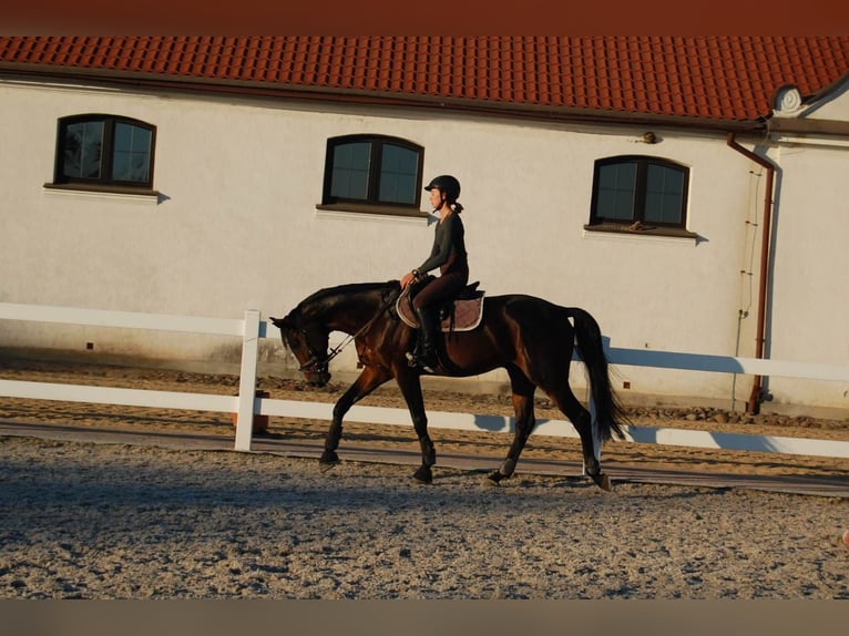 Malopolska Hengst Dunkelbrauner in Wysokie