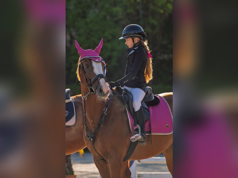 Malopolska horse Gelding 10 years 16 hh Chestnut-Red in Konary