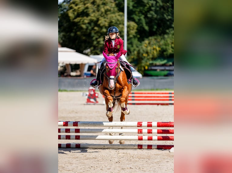 Malopolska horse Gelding 10 years 16 hh Chestnut-Red in Konary