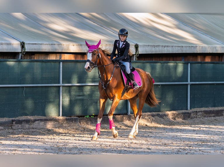 Malopolska horse Gelding 10 years 16 hh Chestnut-Red in Konary