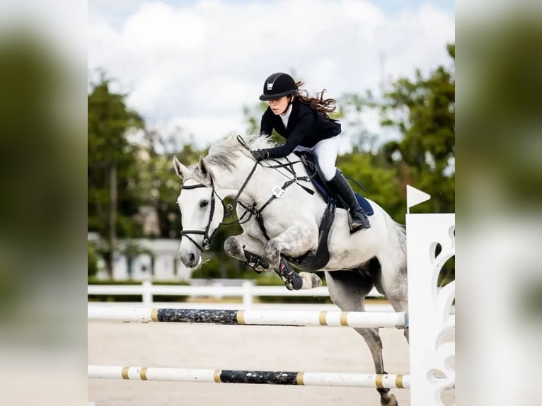 Malopolska horse Gelding 10 years 16,2 hh Gray in Koszalin