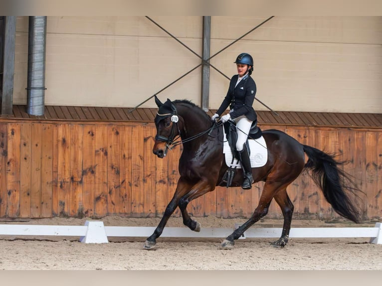 Malopolska horse Gelding 10 years 17 hh Bay in sOSNOWIEC