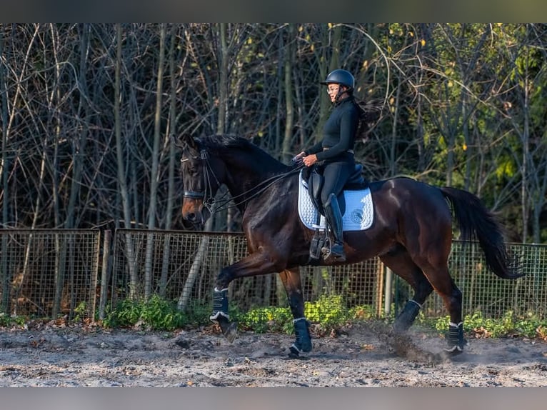 Malopolska horse Gelding 10 years 17 hh Bay in sOSNOWIEC