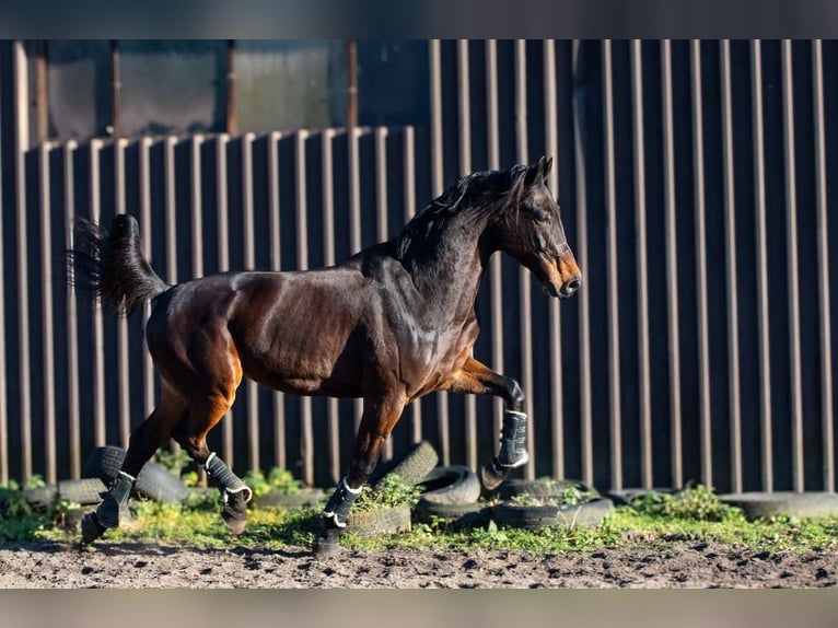 Malopolska horse Gelding 10 years 17 hh Bay in sOSNOWIEC