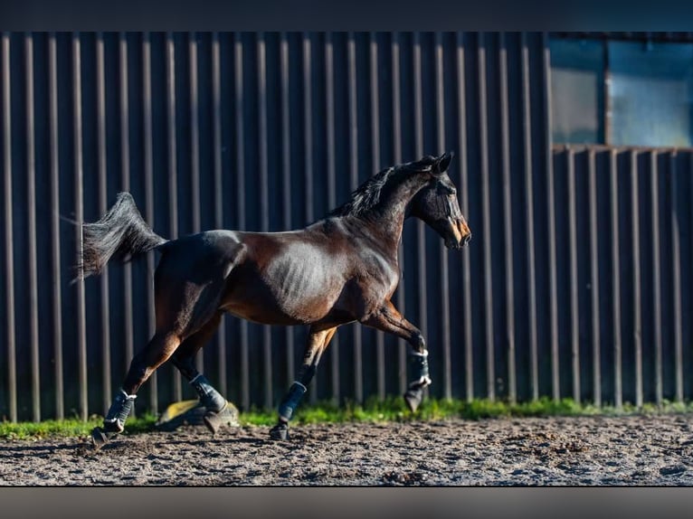 Malopolska horse Gelding 10 years 17 hh Bay in sOSNOWIEC