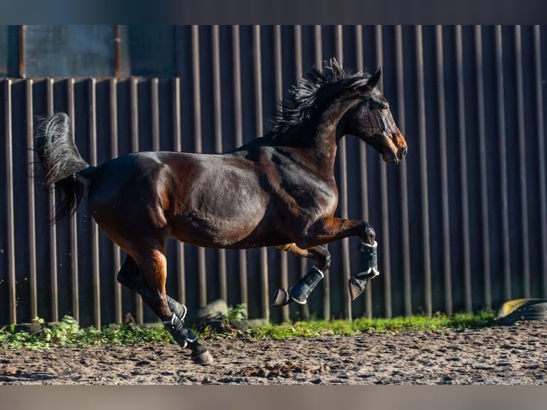 Malopolska horse Gelding 10 years 17 hh Bay in sOSNOWIEC