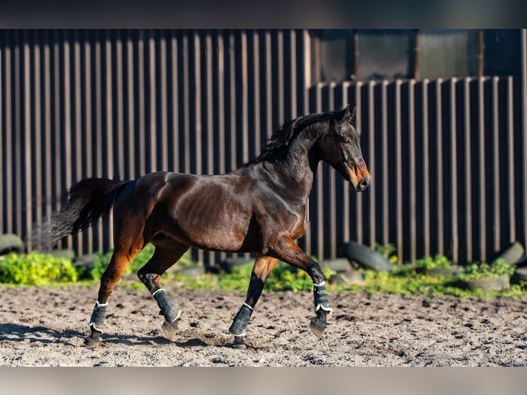 Malopolska horse Gelding 10 years 17 hh Bay in sOSNOWIEC